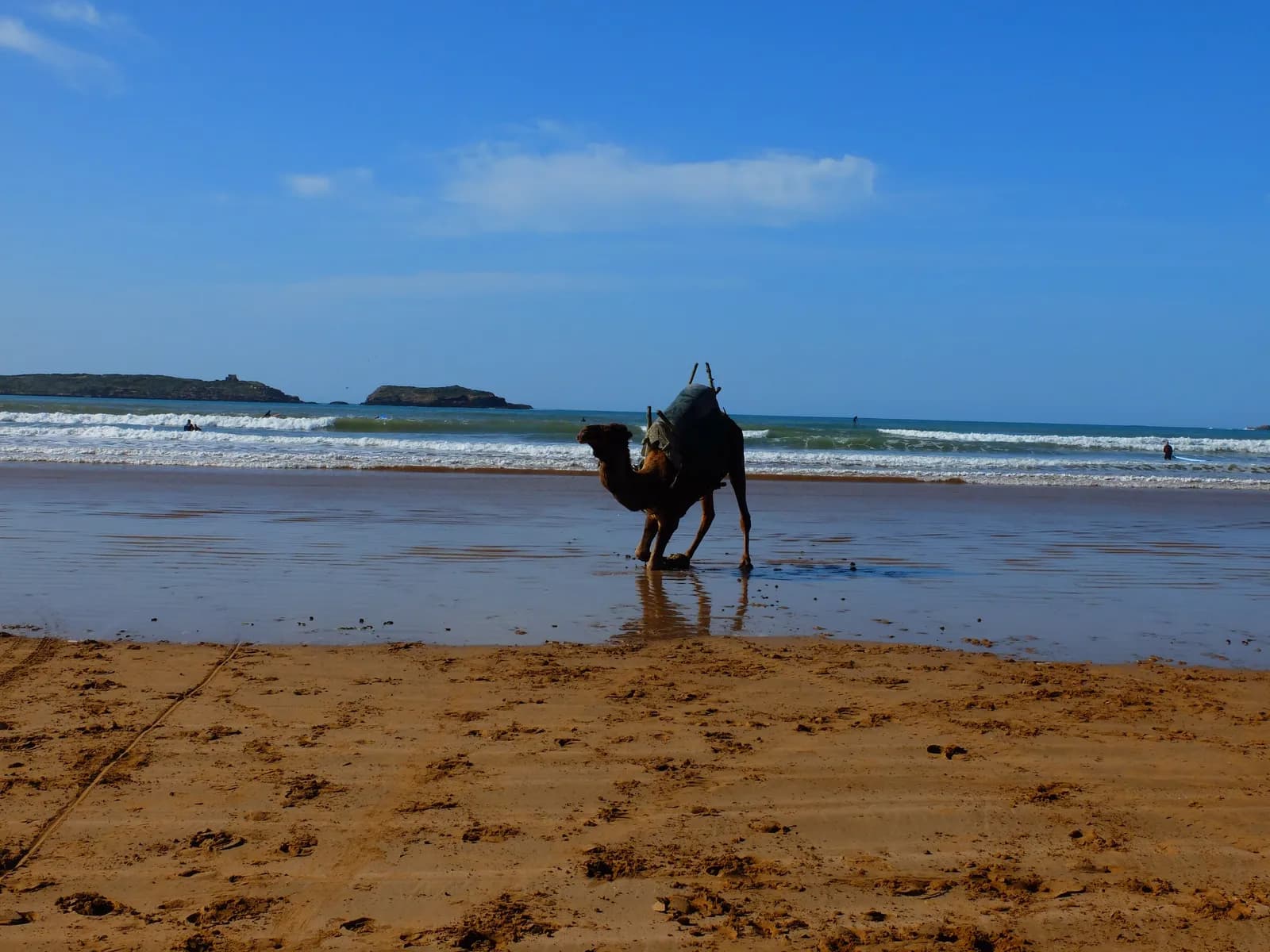 Dromadaire sur la plage d’Essaouira
