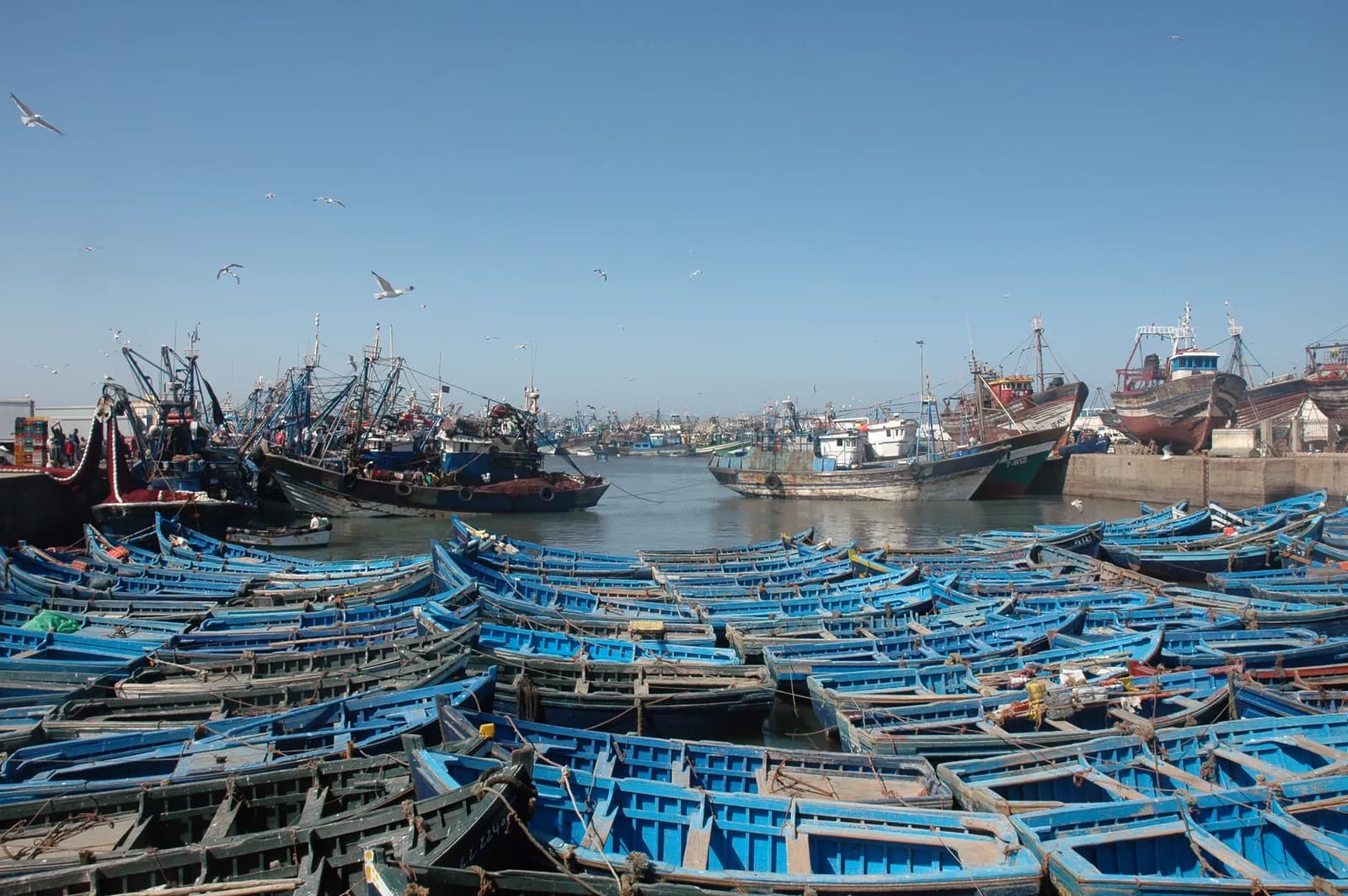 Blue fishing boats lined up in Essaouira harbour, the ramparts behind
